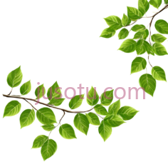 树枝,插画,绿色PNG