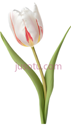 花卉,郁金香花瓣PNG