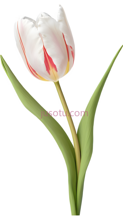 花卉,郁金香花瓣, PNG