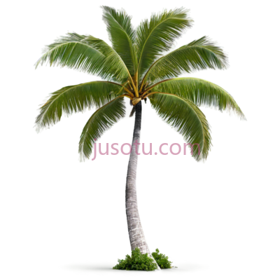 弯曲椰树, PNG
