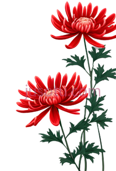 红菊花,花瓣, PNG