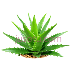 芦荟PNG