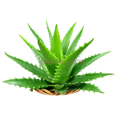 芦荟, PNG