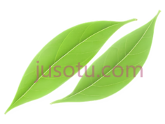 绿茶叶, PNG