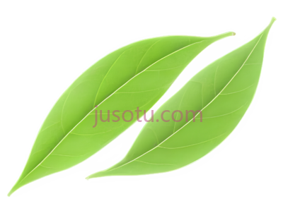 绿茶叶, PNG
