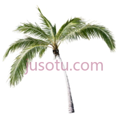 棕榈树,树枝PNG