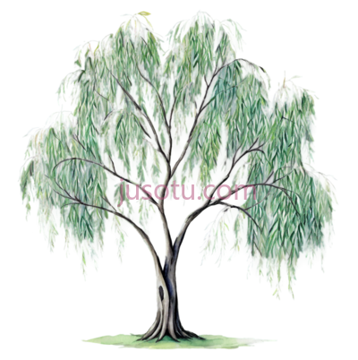 柳树,插画,绿色, PNG