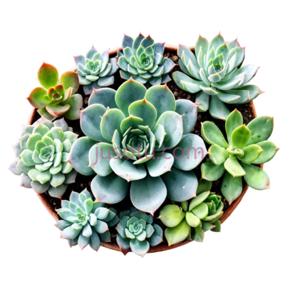 多肉植物,水彩画, PNG