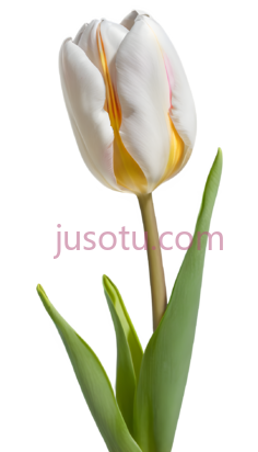 郁金香花蕾PNG