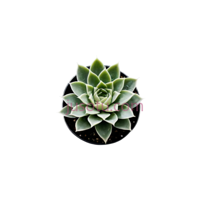 蛇尾兰, PNG