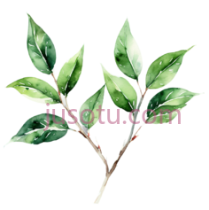 树叶,水彩画,绿色PNG