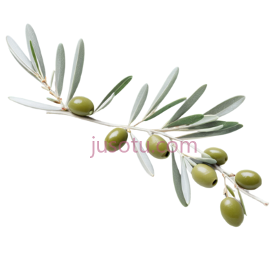 橄榄枝,绿色, PNG