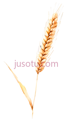小麦穗PNG