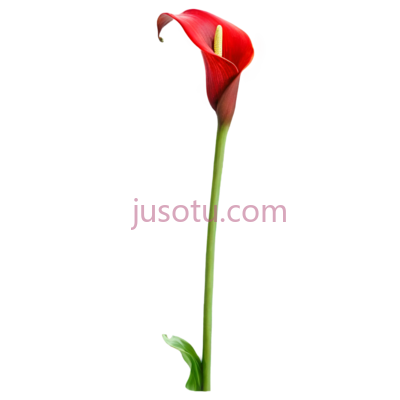 红马蹄莲, PNG