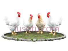 公鸡,卡通,白色PNG