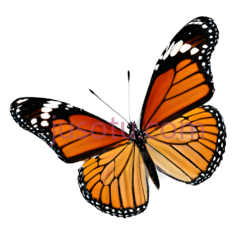 蝴蝶,卡通,橙色,黑色,白色PNG