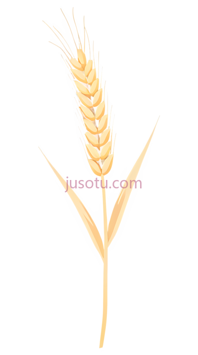 麦穗,插画,金黄色, PNG