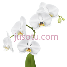 兰花,自然,白色PNG