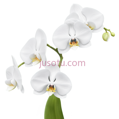 兰花,自然,白色, PNG
