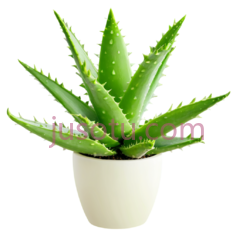 芦荟植物,花盆PNG