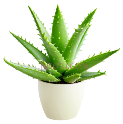 芦荟植物,花盆, PNG