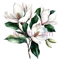 牡丹花束PNG