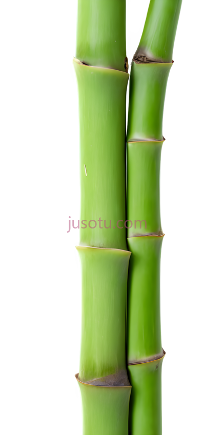 竹笋,绿色, PNG
