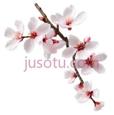 樱花花瓣PNG