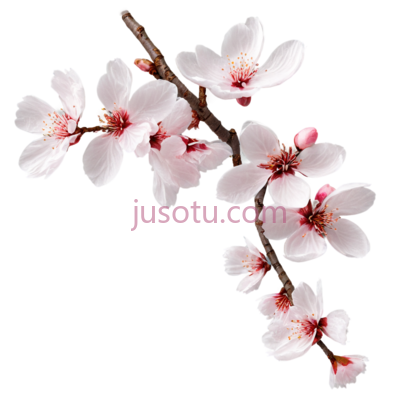 樱花花瓣, PNG