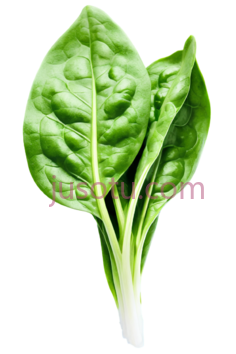 菠菜,叶片,绿色PNG