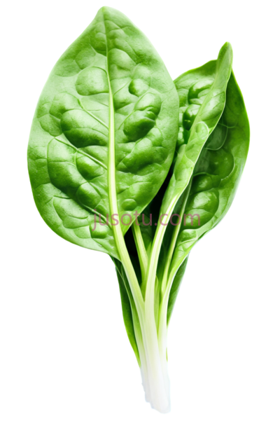 菠菜,叶片,绿色, PNG