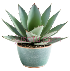 龙舌兰,花盆,植物PNG