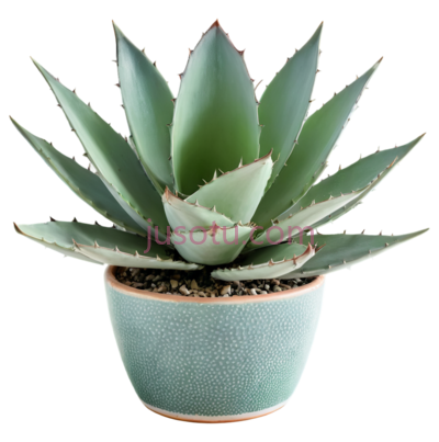 龙舌兰,花盆,植物, PNG