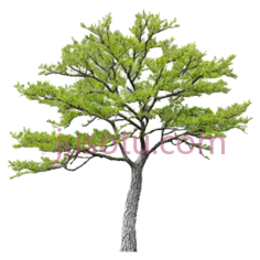 树,分枝PNG
