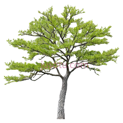 树,分枝, PNG