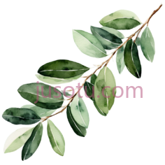 桉树枝,橄榄叶PNG