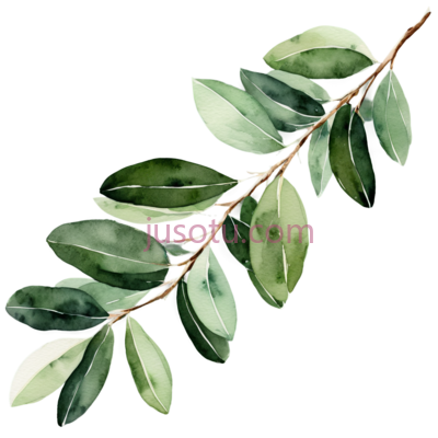 桉树枝,橄榄叶, PNG