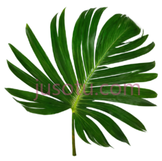热带棕榈叶PNG