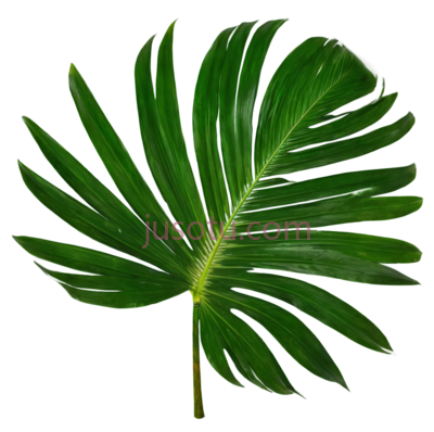 热带棕榈叶, PNG