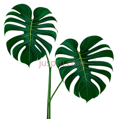 龟背竹叶, PNG