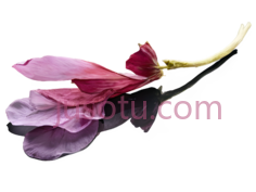花瓣,自然,粉色PNG