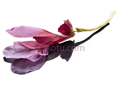 花瓣,自然,粉色, PNG