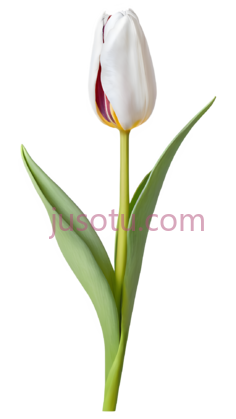郁金香花蕾PNG