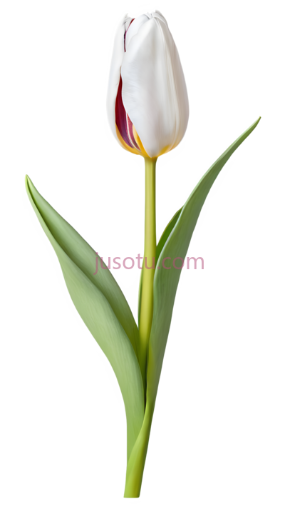 郁金香花蕾, PNG