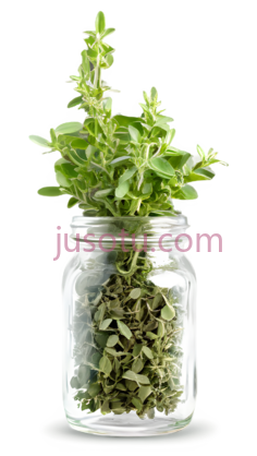 迷迭香,自然,绿色PNG