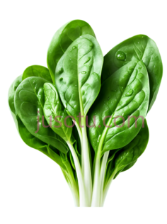菠菜,叶状PNG