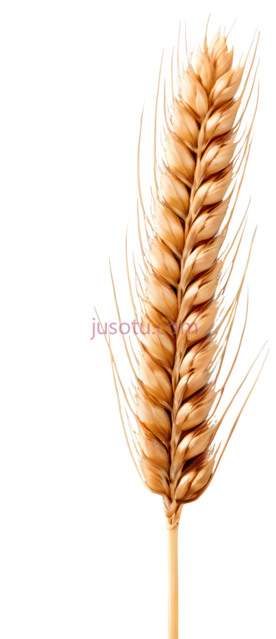 麦穗,棕色, PNG