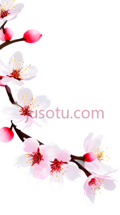 樱花瓣, PNG