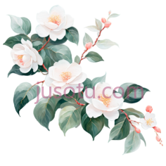 珊瑚藤,白山茶花, PNG