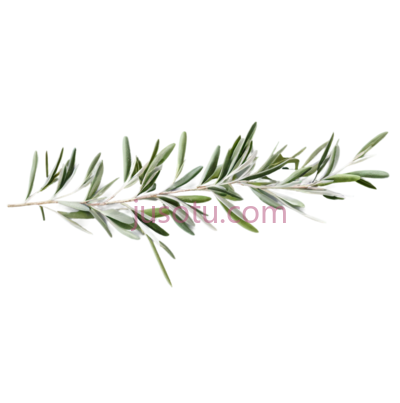 橄榄枝, PNG